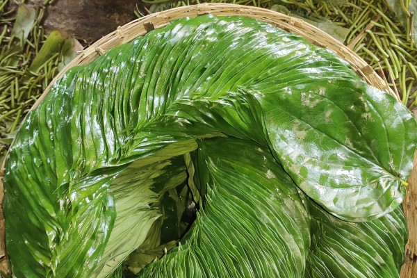 Betel Bazaar India