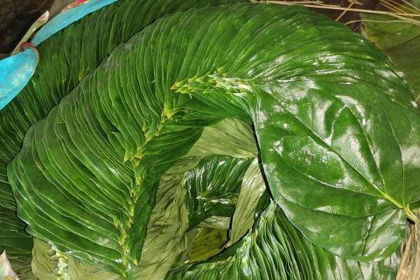 Betel Bazaar India