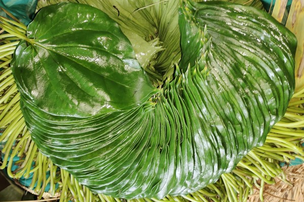 Betel Bazaar India